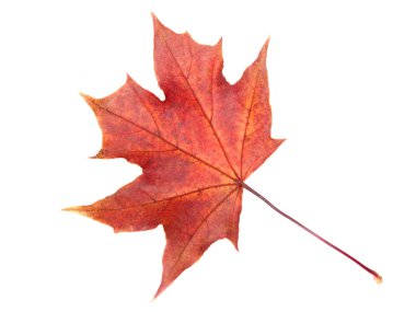 Akçaağaç izni beyaz arkaplanda izole edildi