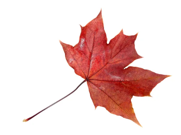 Maple leave isolated on white background — ストック写真