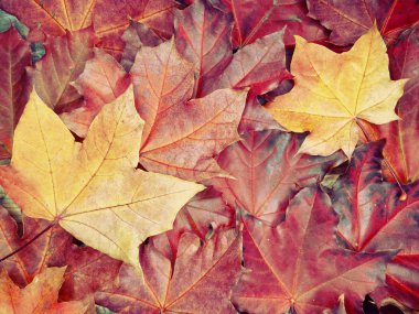 akçaağaç ağaçları ve güneşli kirişler ile sonbahar arka plan orman