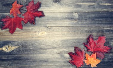 Ahşap zemin üzerinde akçaağaç ağaçları olan sonbahar ormanı