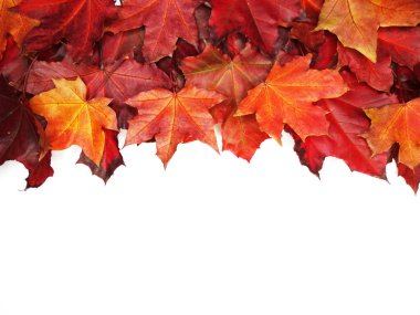 akçaağaç ağaçları ve güneşli kirişler ile sonbahar arka plan orman