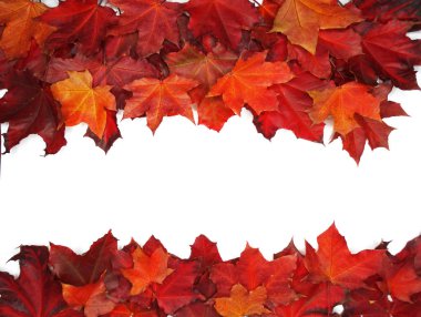 akçaağaç ağaçları ve güneşli kirişler ile sonbahar arka plan orman