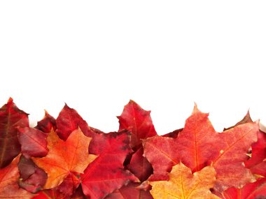 akçaağaç ağaçları ve güneşli kirişler ile sonbahar arka plan orman