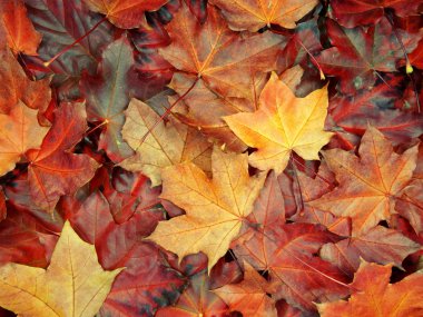 akçaağaç ağaçları ve güneşli kirişler ile sonbahar arka plan orman