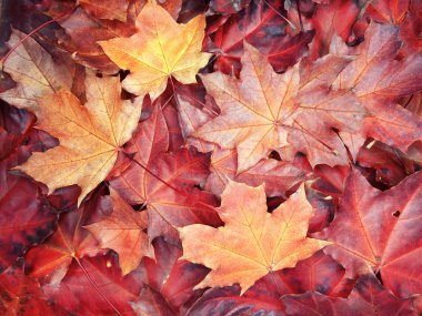 akçaağaç ağaçları ve güneşli kirişler ile sonbahar arka plan orman