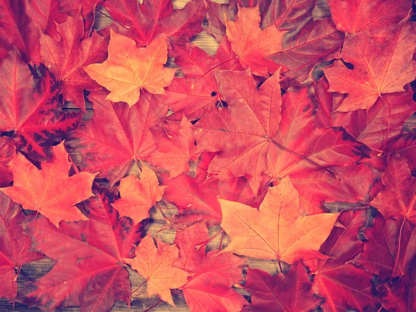 Forêt d'automne avec des érables et des poutres ensoleillées — Photo