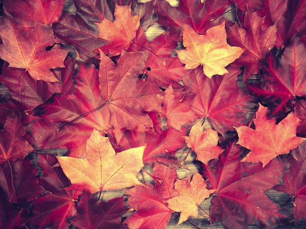 Forêt d'automne avec des érables et des poutres ensoleillées — Photo