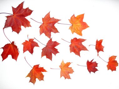 akçaağaç ağaçları ve güneşli kirişler ile sonbahar arka plan orman