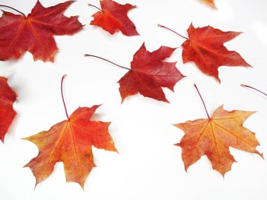 akçaağaç ağaçları ve güneşli kirişler ile sonbahar arka plan orman