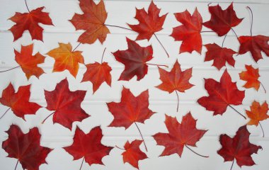 akçaağaç ağaçları ve güneşli kirişler ile sonbahar arka plan orman