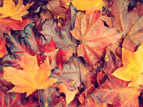 カエデの木と日当たりの良い梁を持つ秋の背景の森 — ストック写真