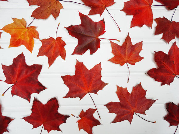 autumn background forest with maple trees and sunny beams