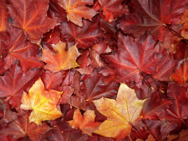 akçaağaç ağaçları ve güneşli kirişler ile sonbahar arka plan orman