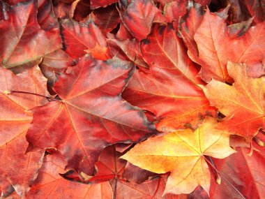 akçaağaç ağaçları ve güneşli kirişler ile sonbahar arka plan orman