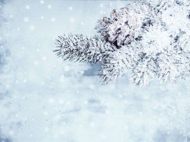 köknar dalları konileri ve kar ile kış arka plan