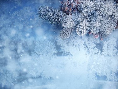 köknar dalları konileri ve kar ile kış arka plan