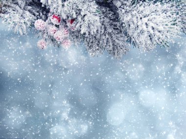 köknar dalları konileri ve kar ile kış arka plan