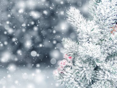 köknar dalları konileri ve kar ile kış arka plan