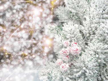 köknar dalları konileri ve kar ile kış arka plan