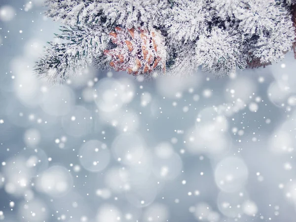 Latar belakang musim dingin dengan kerucut pohon cemara dan salju — Stok Foto