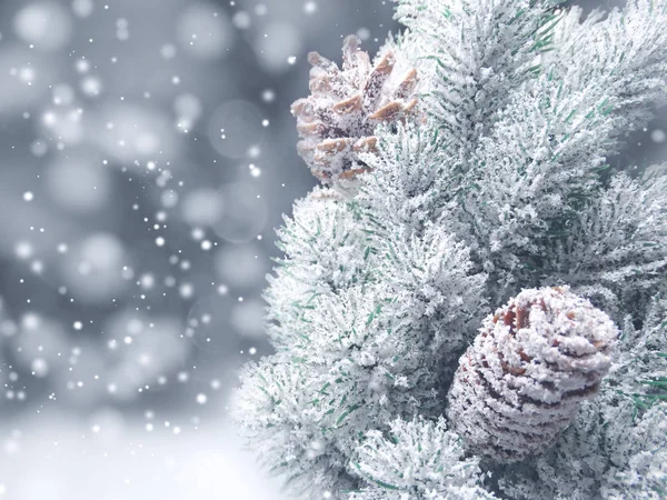 Fondo de invierno con ramas de abeto conos y nieve — Foto de Stock