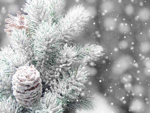 Fundo de inverno com cones de ramos de abeto e neve — Fotografia de Stock