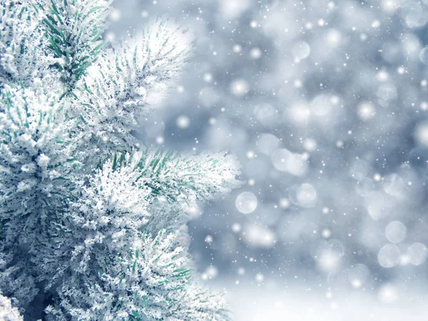 冬季背景与冷杉树枝锥和雪 — 图库照片