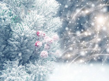 köknar dalları konileri ve kar ile kış arka plan