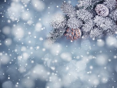 köknar dalları konileri ve kar ile kış arka plan