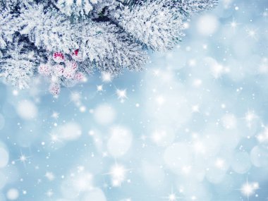 köknar dalları konileri ve kar ile kış arka plan