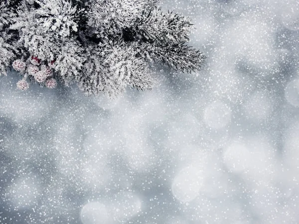 Vinter bakgrund med Gran grenar kottar och snö — Stockfoto