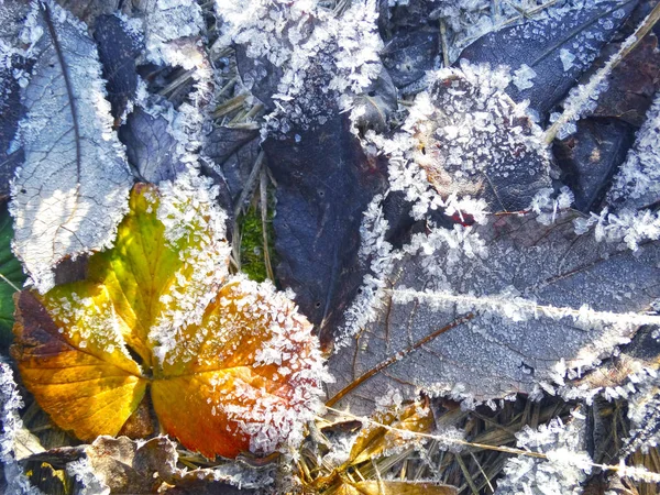 Fundo de inverno com padrões de cristais de flocos de neve e neve em — Fotografia de Stock