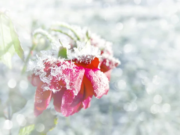 Winter achtergrond met ijsroos bloem sneeuwvlokken kristallen patt — Stockfoto