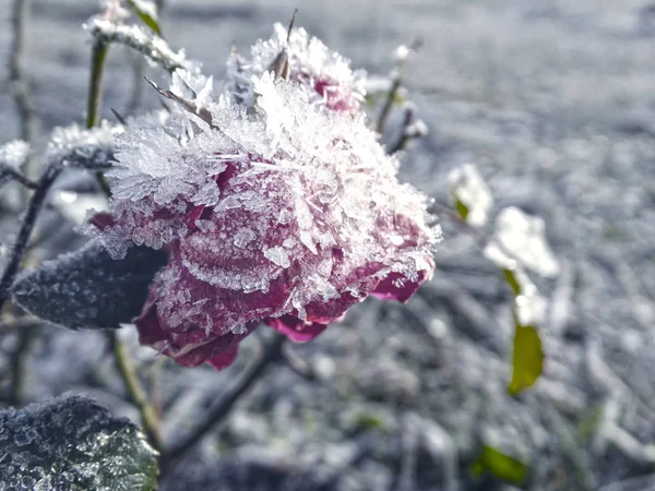 Vinter bakgrund med iskall ros blomma snöflingor kristaller patt — Stockfoto