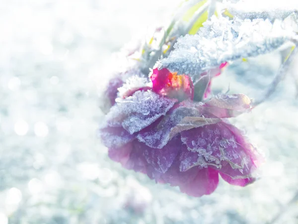 Vinter bakgrund med iskall ros blomma snöflingor kristaller patt — Stockfoto
