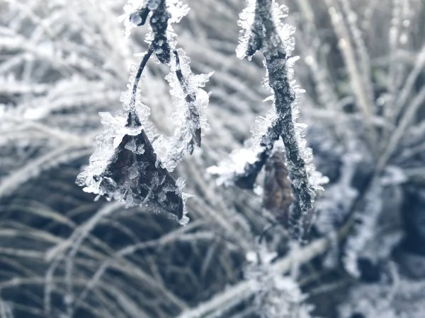 Fondo de invierno con patrones de cristales de copos de nieve y nieve en — Foto de Stock