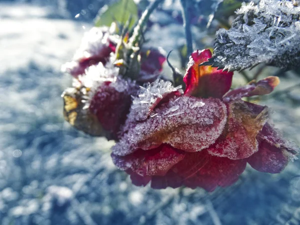 Sfondo invernale con ghiaccio rosa fiore fiocchi di neve cristalli patt — Foto Stock