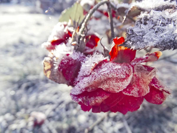 Fondo de invierno con hielo flor de rosa copos de nieve cristales patt — Foto de Stock