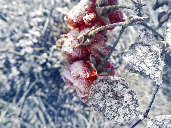 Téli háttér jeges rózsa virág hópelyhek kristályok patt — Stock Fotó
