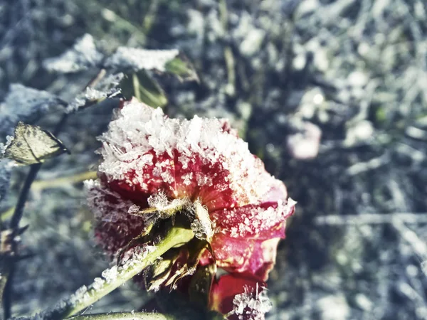 Vinter bakgrund med iskall ros blomma snöflingor kristaller patt — Stockfoto