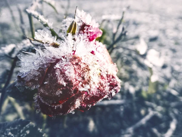 Vinter bakgrund med iskall ros blomma snöflingor kristaller patt — Stockfoto