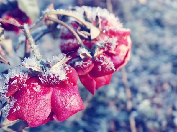 Vinter bakgrund med iskall ros blomma snöflingor kristaller patt — Stockfoto