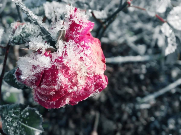 Fondo de invierno con hielo flor de rosa copos de nieve cristales patt —  Fotos de Stock
