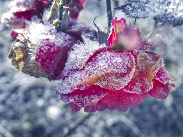 Fondo de invierno con hielo flor de rosa copos de nieve cristales patt — Foto de Stock