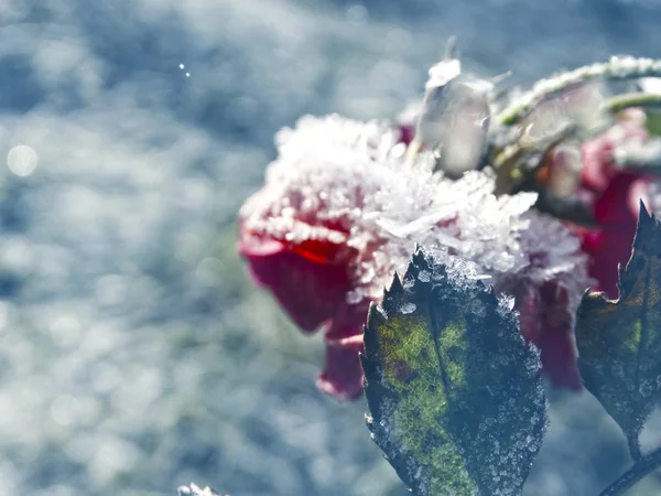 Winter achtergrond met ijsroos bloem sneeuwvlokken kristallen patt — Stockfoto