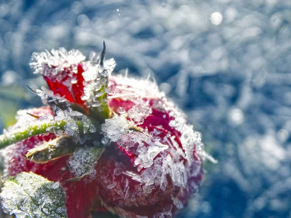 winter background with iced rose flower snowflakes crystals patt