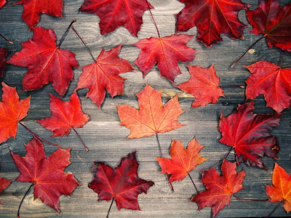 Ahşap zemin üzerinde akçaağaç ağaçları olan sonbahar ormanı — Stok fotoğraf