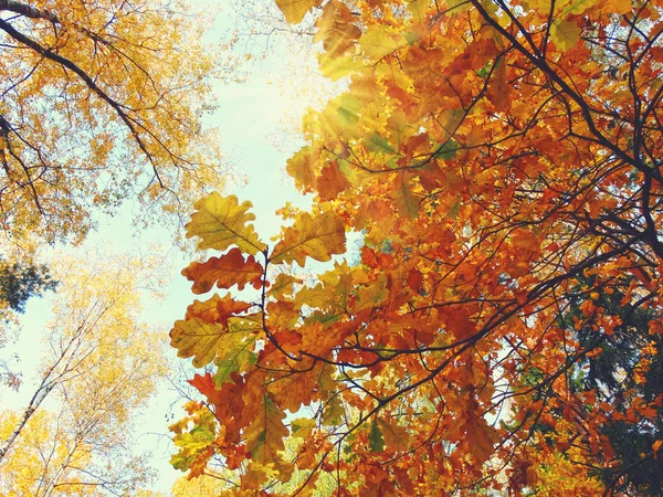 Jesienny Las z dębami i słonecznymi belkami — Zdjęcie stockowe