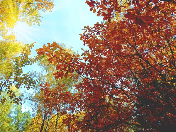 Φθινόπωρο δάσος με βελανιδιές και ηλιόλουστα δοκάρια — Φωτογραφία Αρχείου