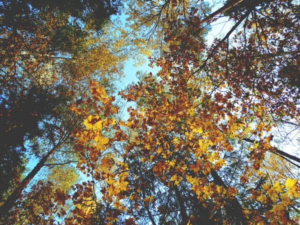 Bosque de fondo de otoño con abedules de roble y vigas soleadas —  Fotos de Stock